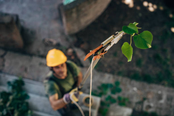 Best Fruit Tree Pruning  in Byng, OK